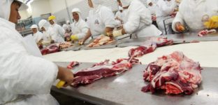 Frigorífico e pessoas cortando carne