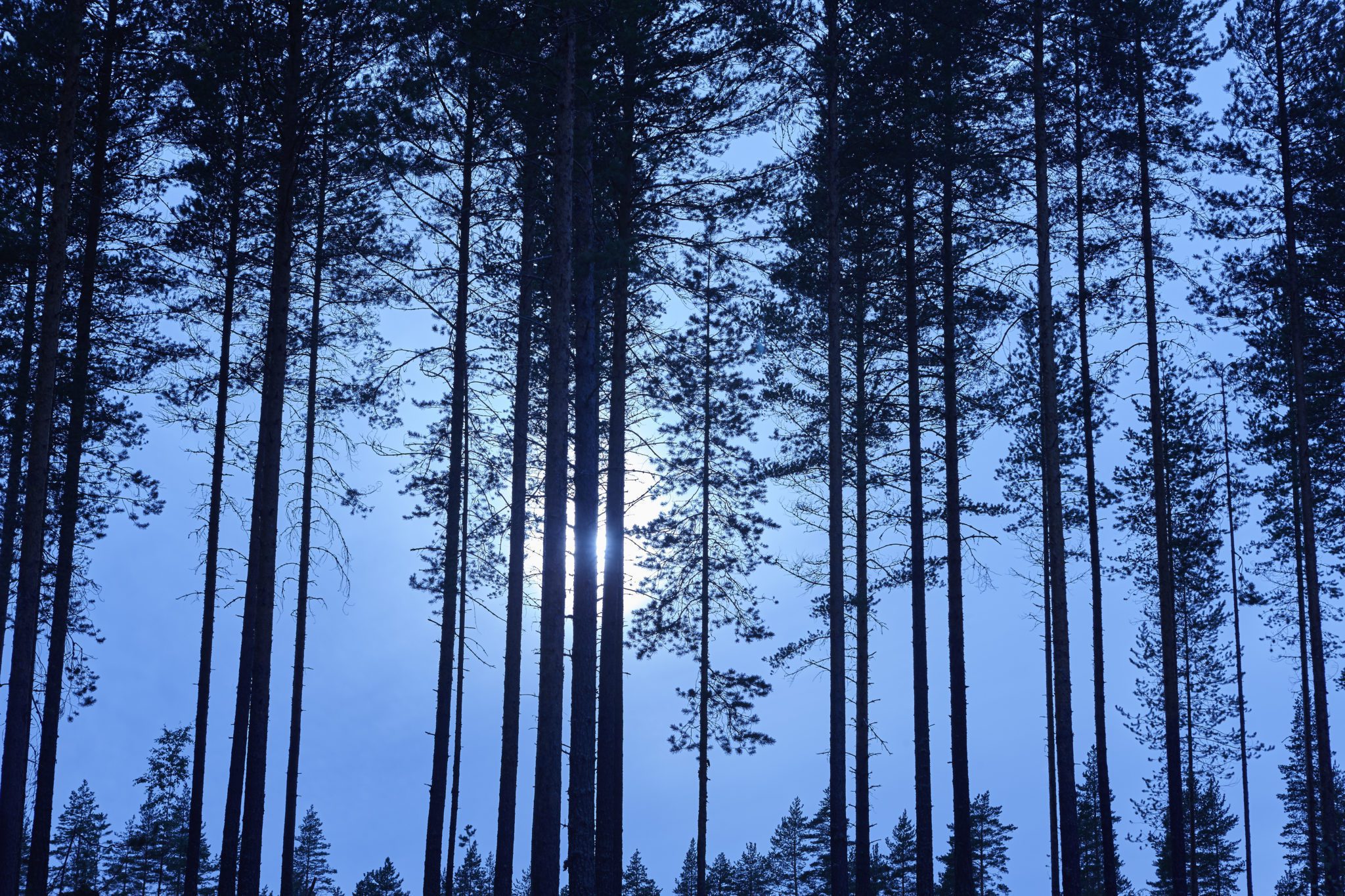 Floresta a Finlandia