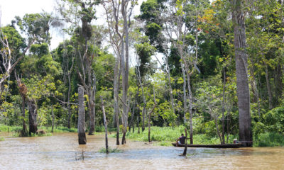 Floresta inundada da Amazônia