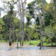 Floresta inundada da Amazônia
