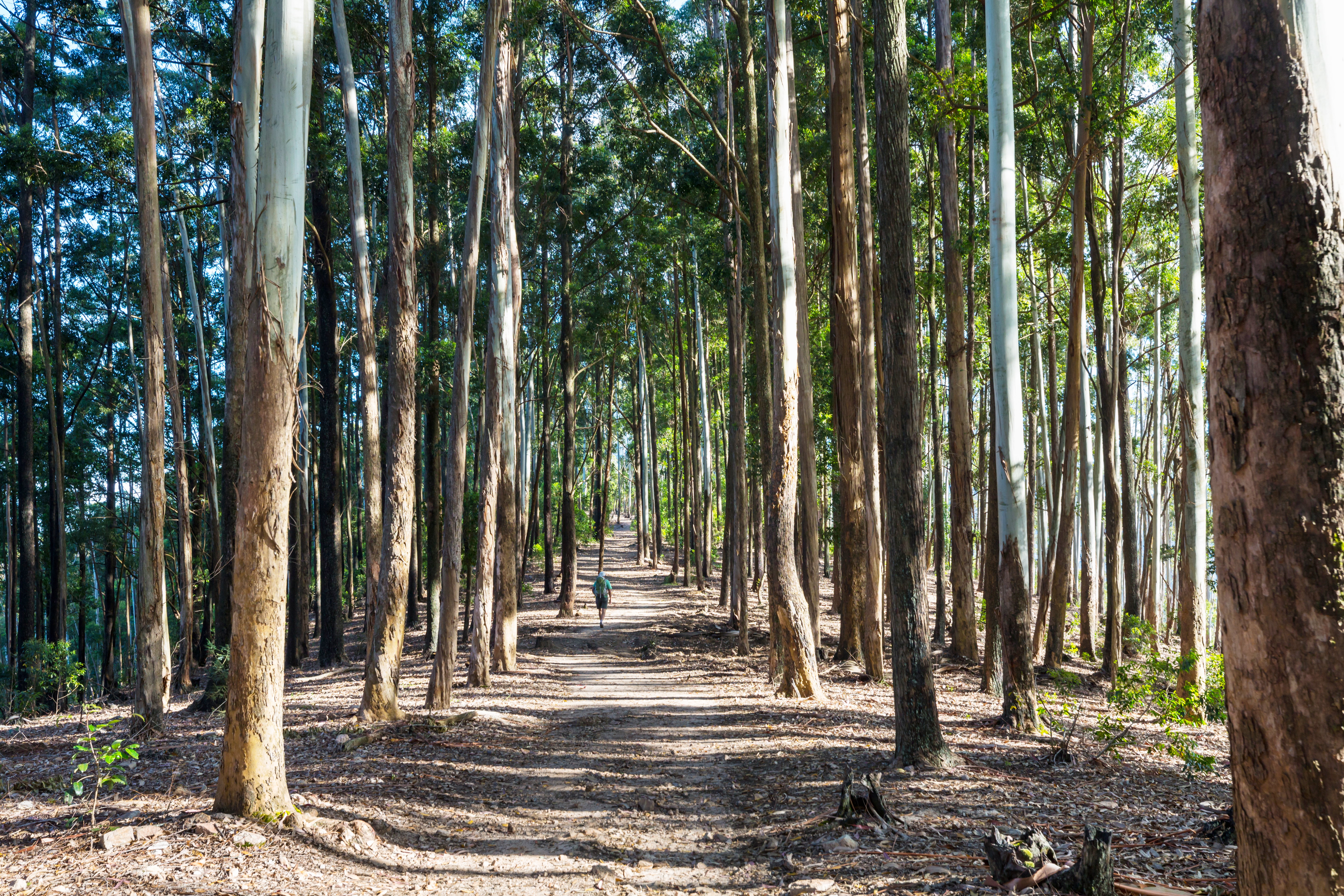 BTG capta US$ 1,24 bi para fundo de investimentos florestais