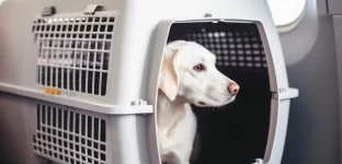 Cachorro em caixa de transporte dentro de um avião; viagem; PET; animais de estimação