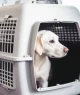 Cachorro em caixa de transporte dentro de um avião; viagem; PET; animais de estimação