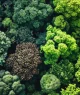 Floresta; reflorestamento; natureza; crédito de carbono; sustentabilidade; meio ambiente