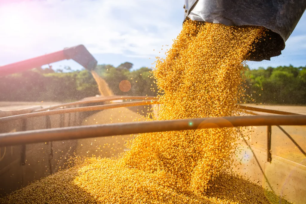 Máquinas armazenando soja em caminhão após a colheita no Mato Grosso.