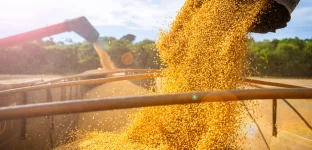 Máquinas armazenando soja em caminhão após a colheita no Mato Grosso.