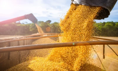 Máquinas armazenando soja em caminhão após a colheita no Mato Grosso.