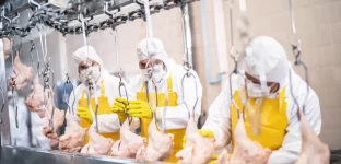 Pessoas trabalhando com controle de qualidade em uma fábrica de frango