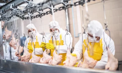 Pessoas trabalhando com controle de qualidade em uma fábrica de frango