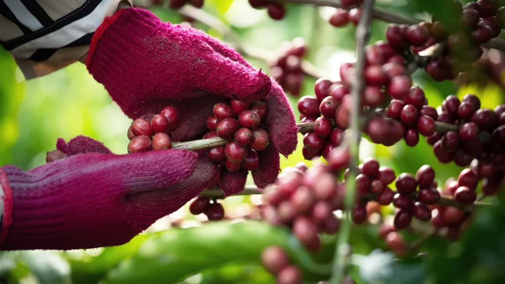 Produtores de café colhem grãos de café robusta vermelho maduro ou arábica vermelho maduro para a colheita