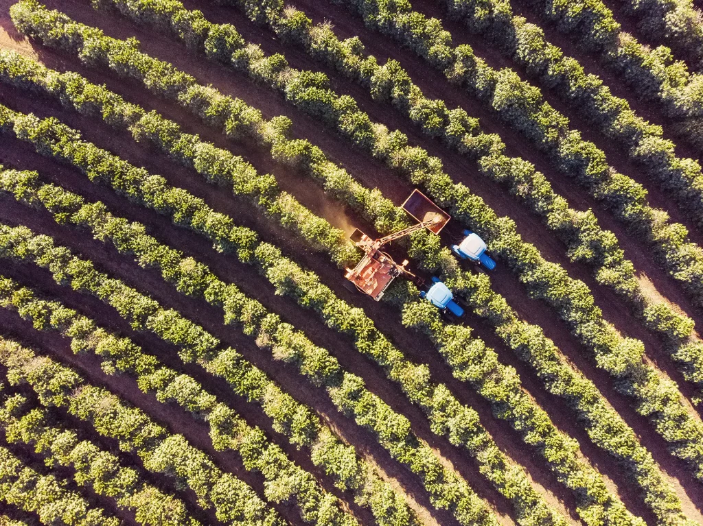 Foto tirada por drone sobre uma plantação de café. Colheitadeira trabalhando. Irrigação por pivô central