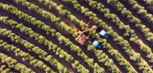 Foto tirada por drone sobre uma plantação de café. Colheitadeira trabalhando. Irrigação por pivô central