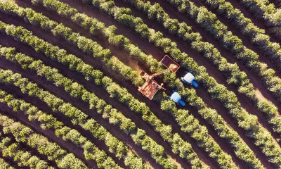 Foto tirada por drone sobre uma plantação de café. Colheitadeira trabalhando. Irrigação por pivô central