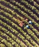 Foto tirada por drone sobre uma plantação de café. Colheitadeira trabalhando. Irrigação por pivô central