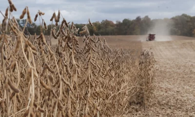 Lavoura de soja na Argentina