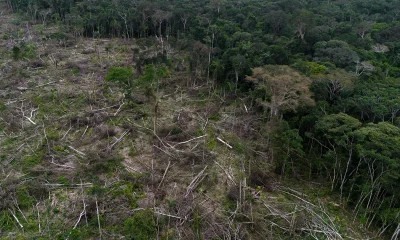 Mata Atlântica