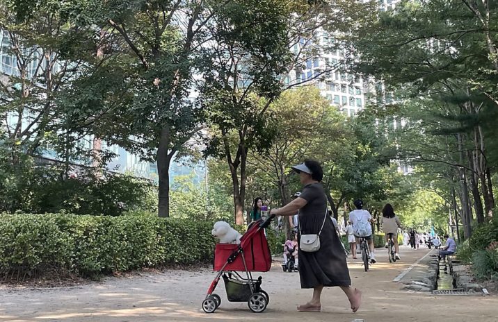 No país com a menor taxa de natalidade do mundo, carrinhos de passeio pet vendem mais do que carrinhos de bebê