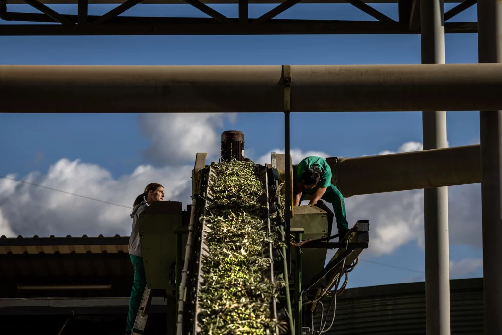 Colheita de azeitonas e produção de azeites na Espanha