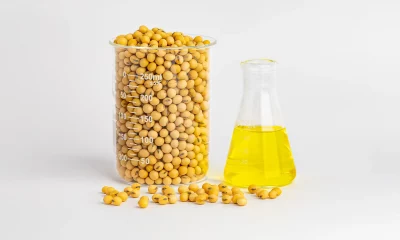 Um béquer cilíndrico preenchido com grãos de soja ao lado de um frasco erlenmeyer contendo um líquido amarelo translúcido, ambos sobre uma superfície branca.