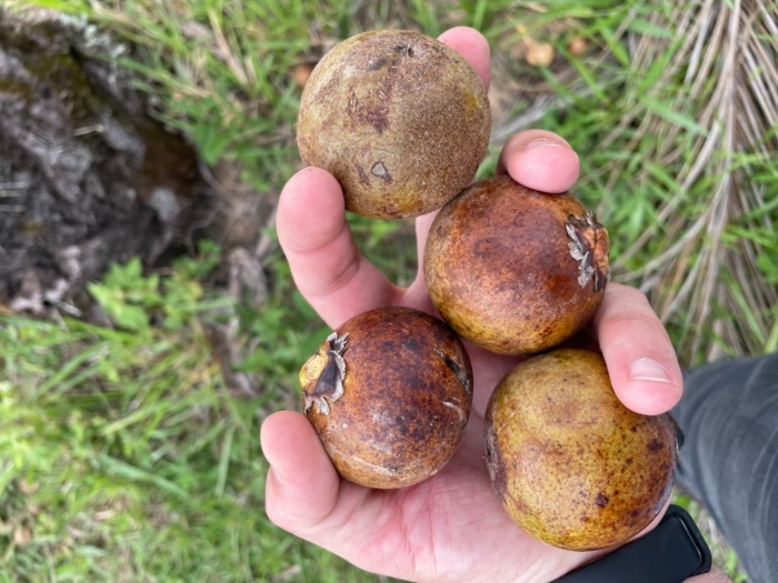 Imagem de frutas de macaúba