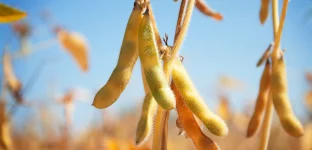 Vagens de soja felpudas penduradas em caules marrons em um campo ensolarado.