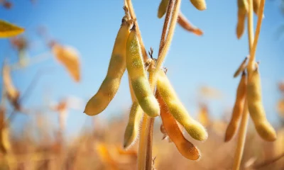 Vagens de soja felpudas penduradas em caules marrons em um campo ensolarado.