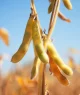 Vagens de soja felpudas penduradas em caules marrons em um campo ensolarado.