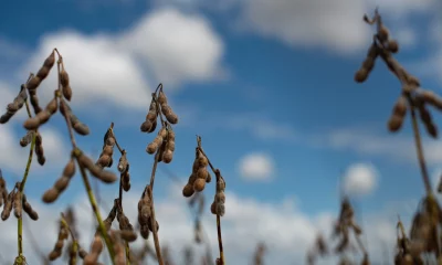 Lavoura de soja no Brasil