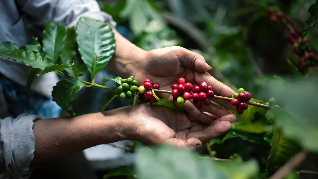 Mãos segurando um galho de planta de café com frutos verdes e vermelhos, destacando folhas lustrosas em ambiente ao ar livre.