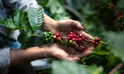 Mãos segurando um galho de planta de café com frutos verdes e vermelhos, destacando folhas lustrosas em ambiente ao ar livre.