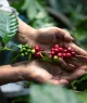 Mãos segurando um galho de planta de café com frutos verdes e vermelhos, destacando folhas lustrosas em ambiente ao ar livre.